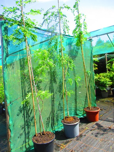 8ft 9ft inc pot - , acacia