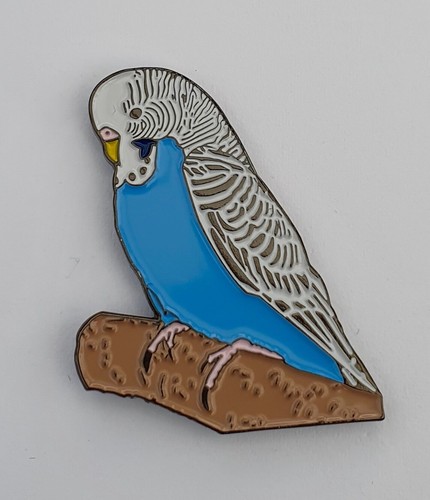 Blue budgie budgerigar - blue,