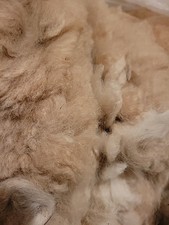 10 oz Raw Alpaca fiber wool