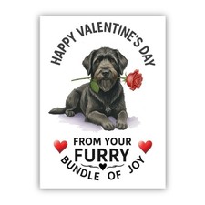Bouvier des Flandres Dog