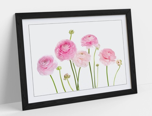 Light pink flowers - pink,