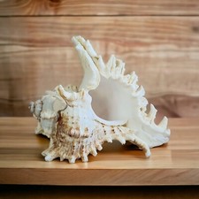 Large White Sea Shell 15-20cm Beautiful MUREX Conch Shell Aquarium Coastal Decor