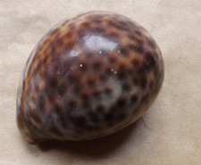 Large Tiger Cowrie shell brown