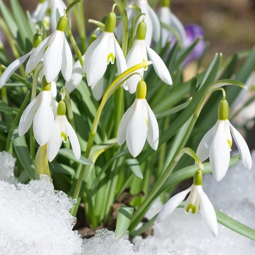 100x snowdrop galanthus - 100x,