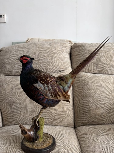 Pheasant taxidermy standing - taxidermy,