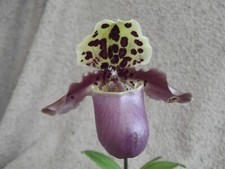 Rare  Paphiopedilum henryanum