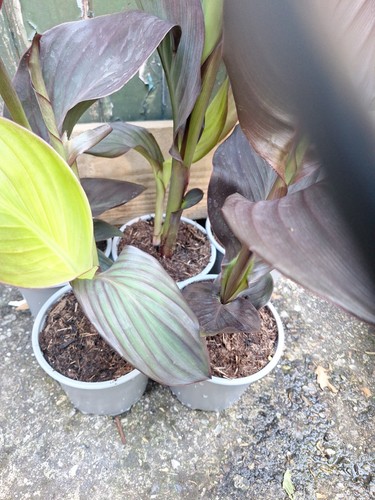 Canna red 13cm - 13cm, tropical