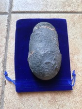 Dinosaur egg Genuine Raptor