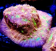 Jack O Lantern Leptoseris