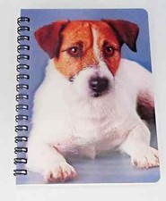 Jack Russell rough coat lying