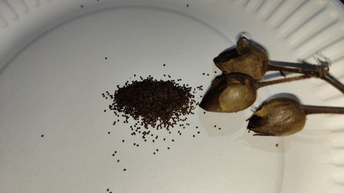 Golden virginia tobacco seeds - tobacco,