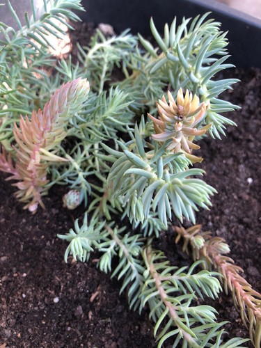 10x sedum reflexum - 10x, blue-red