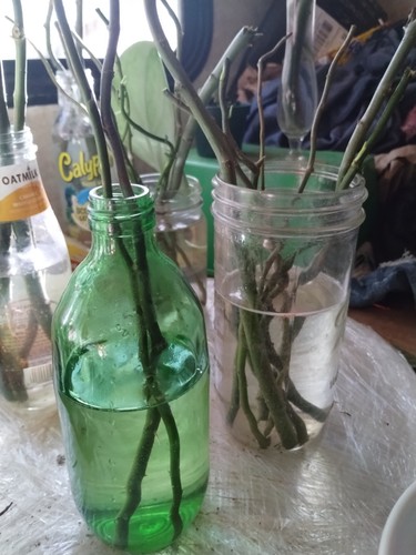 Live willow tree cuttings - willow,