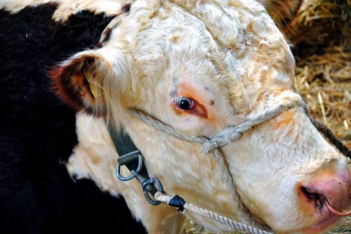 Pedigree hereford cow cattle - hereford,