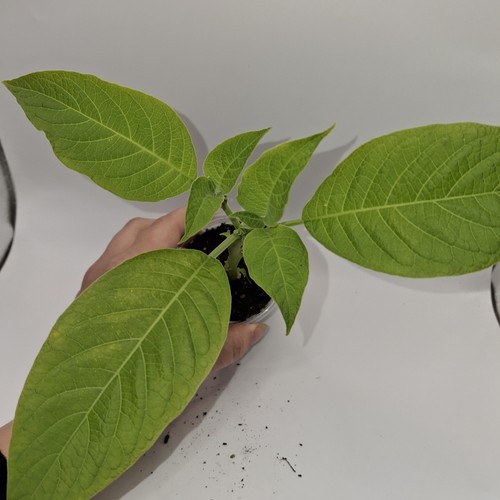 Brugmansia - (angel’s, trumpet)