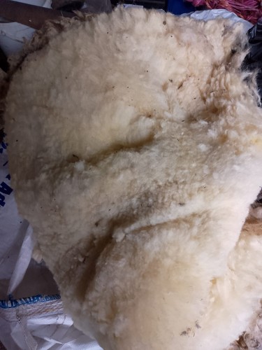 Beulah fleece raw - beulah, fleece,