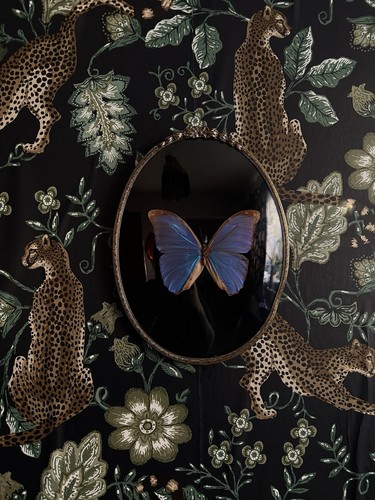 Mounted blue morpho specimen - blue,