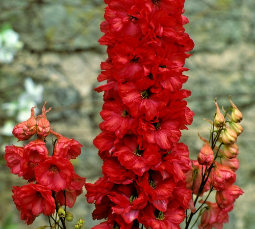 Red king delphinium 100x - king,