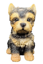 HOTANT Yorkshire Terrier Puppy