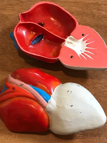 Dog heart model anatomical - dog,