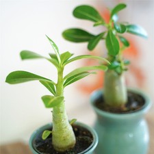 Unusual Adenium Obesum Desert