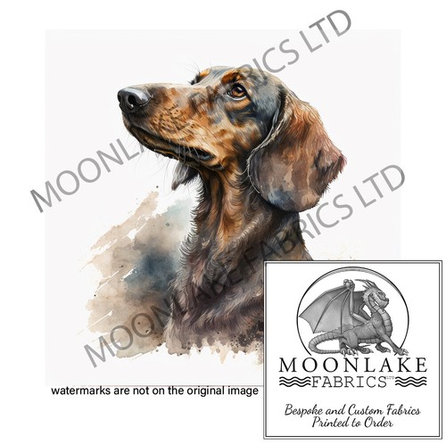 Dachshund portrait looking - portrait, up