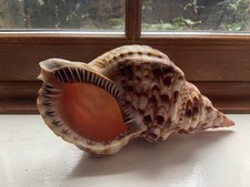 Large Triton's Trumpet Sea