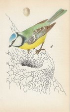 Vintage bird print, book plate, illustration, blue tit