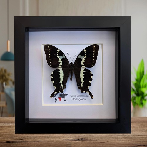 Papilio delalandei the - delalandei,,