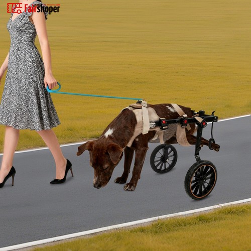 Xxl size pet rehabilitation - pet,