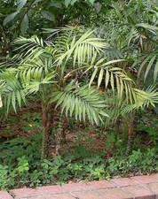 Chamaedorea elegans Parlour