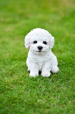 Bichon Frise Puppy Garden