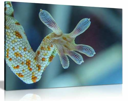 Gecko leg canvas wall - leg,
