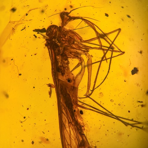 Huge scorpion fly burmese - in, /