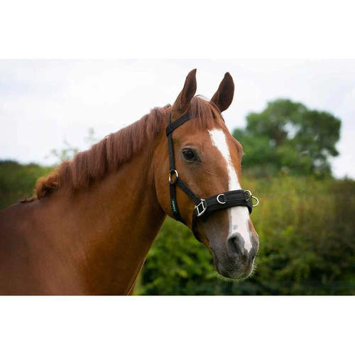 Cameo lunging cavesson size - cameo,