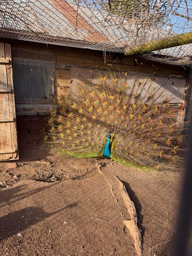 India blue peafowl peacock - india,