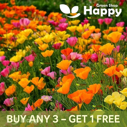 California poppy mix - mix, 2200