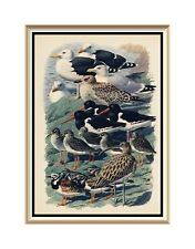 Wall Art Original by CHARLES TUNNICLIFFE Old Vintage Print SEAGULL GULL Birds