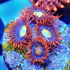 Blue Eye Blonde Zoa (3+