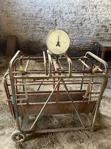 Lamb farming weigh scales - lamb,