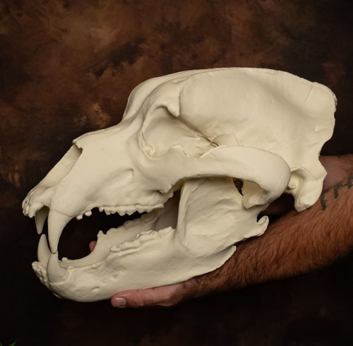 Grizzly bear skull replica - bear,