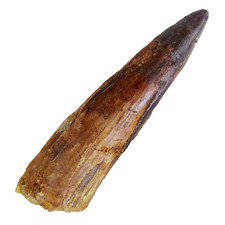 Spinosaur dinosaur tooth - spinosaur,