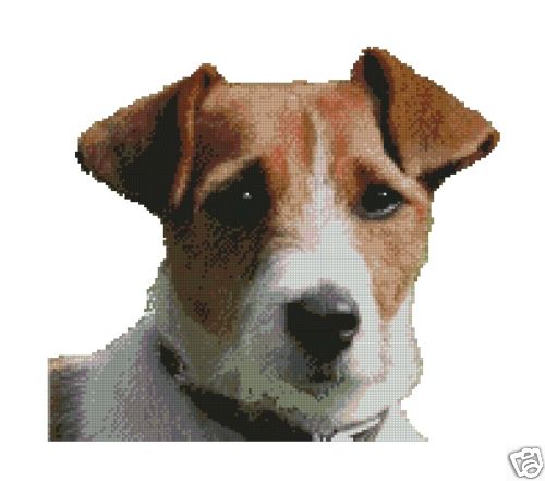 Jack russell terrier dog - jack,