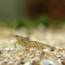 Wild type - 15+2,