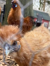 6 x Gold Silkie