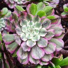 Aeonium Glow Worm Variegated 7cm Cutting, Rare Aeonium, Purple Aeonium