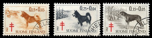Finnish spitz hound karelian - finnish,
