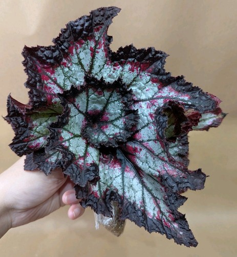 Stellar storm begonia rex - 'stellar, storm'