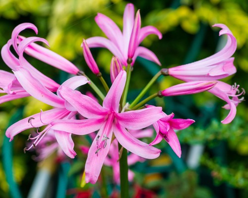 Nerine bowdenii pink autumn - 5,