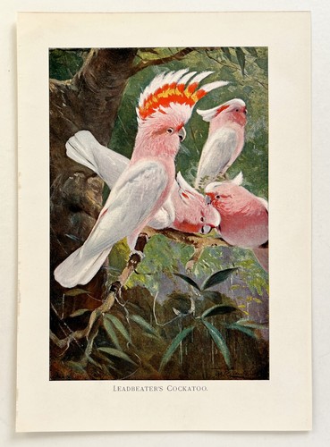 Leadbeater cockatoo 1916 - leadbeater's,